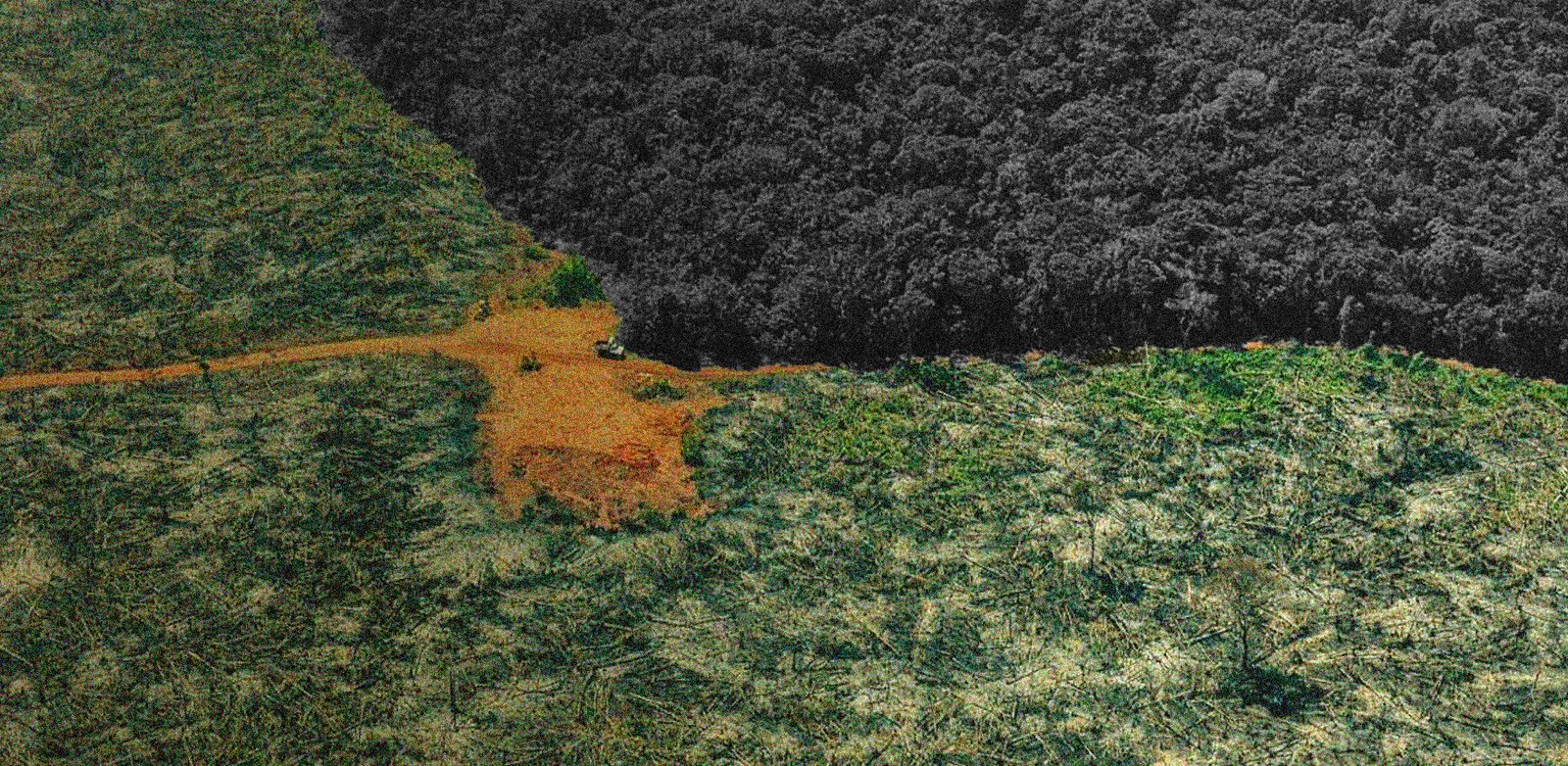Crimen organizado transnacional y deforestación en la Amazonía: una crisis socioambiental que trasciende fronteras